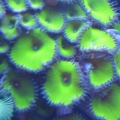 Neon Green Palys