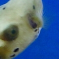 Dog Face Puffer