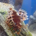 Fuzzy Dwarf Lion