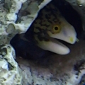 Snow Flake Eel