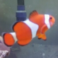 Ocellaris Clown
