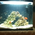 x1 Flame Angel
x1 (baby) Clarkii Clownfish (will most likely trade to my LFS for store credit, thinking about a picasso clownfish)
x1 Firefish
x1 Skunk Cleaner Shrimp
