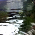 Refugium with LR and Toadstool algae....