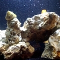 tank rock