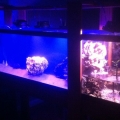 125 gallon split tank with waterfall and mangrove lagoon.. I apologize for the horrible photos more to come soon!