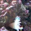 Photo 51