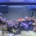 30 gal peaceful reef
