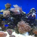 10 gallon nano reef