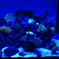 10 gallon nano reef at night