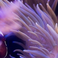 Maroon Clown and Sebae Anemone in my 55g