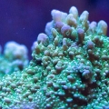 Montipora frag in my 55g