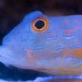 Diamond Goby in my 55g