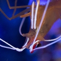 Cleaner shrimp in my 55g
