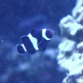 black clown