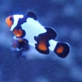 ice clown