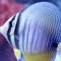 sailfin