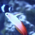 firefish