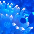 Nem