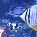 fish