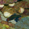 3reef 033
