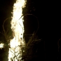 baja burn bush 278