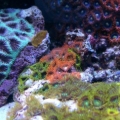 zoas 019