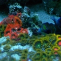 actinic pics 035