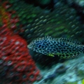 actinic pics 045