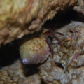 Our crab doing its job.. Getting between the cracks...