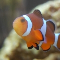 This is peanut butter our female clown fish..