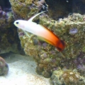 fish (5)