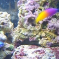 fish (9)