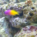 fish (10)