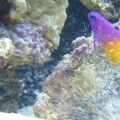 fish fight (0)