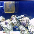 fish 4