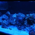 Actinic (10)