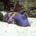 mushroom 4