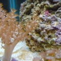 polyp kenya (1)