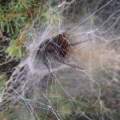 spider