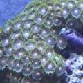 Montipora 001