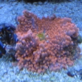 3 reef pics 002