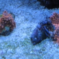3 reef pics 003