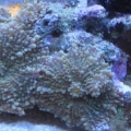 3 reef pics 004