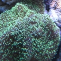 3 reef pics 009