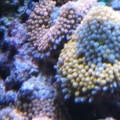 3 reef pics 010