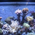 3 reef pics 013