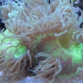 3 reef pics 016