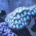 3 reef pics 019
