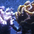 3 reef pics 020