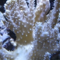 3 reef pics 005